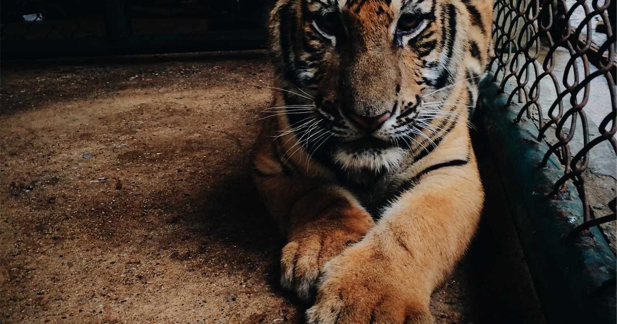 crown moulding installation