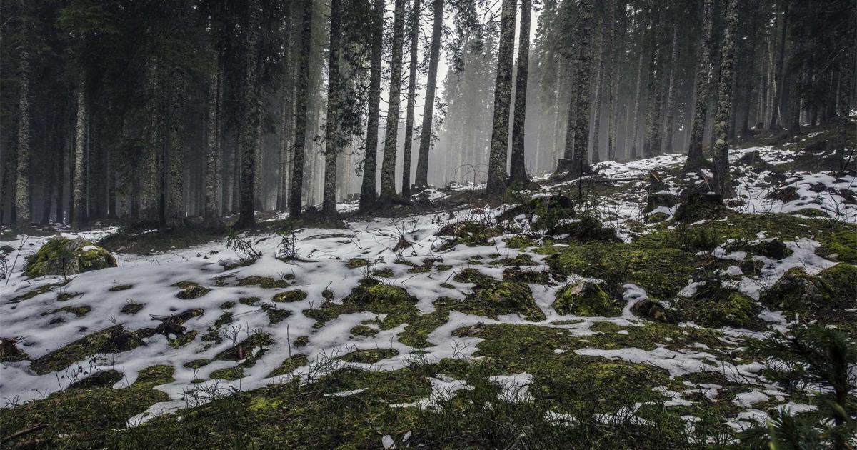 living room flooring options