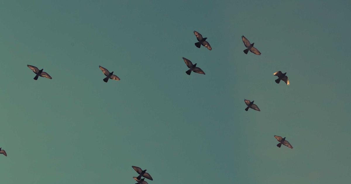 laminate flooring installation